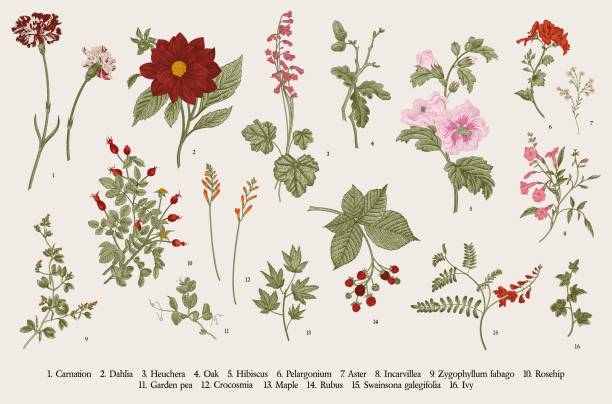 Set. Autumn flowers. Vintage vector botanical illustration. Set. Autumn flowers. Colorful crocosmia stock illustrations