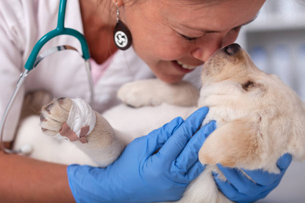 veterinaria salud profesional mujer que ama su trabajo - abrazar con un perro cachorro labrador lindo - i love my job fotografías e imágenes de stock