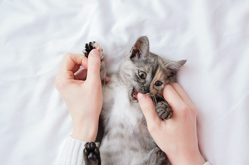 A small gray kitten in the arms of a Caucasian woman plays and bites.