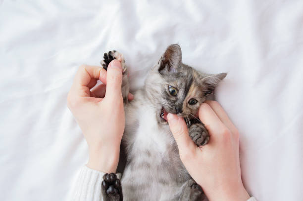small gray kitten in the arms of a Caucasian woman plays and bites A small gray kitten in the arms of a Caucasian woman plays and bites. animal arm photos stock pictures, royalty-free photos & images
