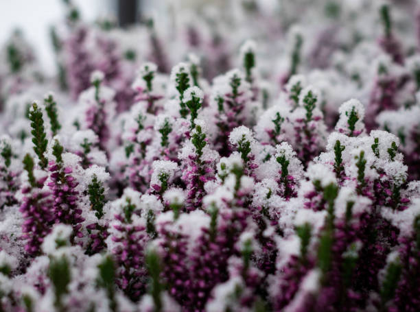 Heather covered in snow Heather covered in snow rhododendron cinnabarinum stock pictures, royalty-free photos & images