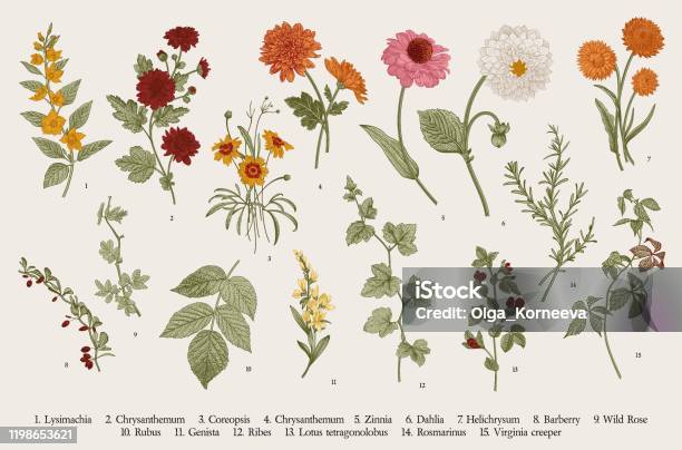 設定秋の花と小枝 - 花のベクターアート素材や画像を多数ご用意 - 花, イラストレーション, 植物学