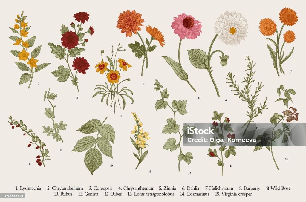 Ustawić. Jesienne kwiaty i gałązki. - Grafika wektorowa royalty-free (Kwiat - Roślina) Ustawić. Jesienne kwiaty i gałązki. - Grafika wektorowa royalty-free (Kwiat - Roślina)