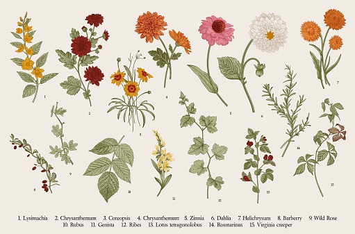 Vintage vector botanical illustration. Set. Autumn flowers and twigs. Colorful