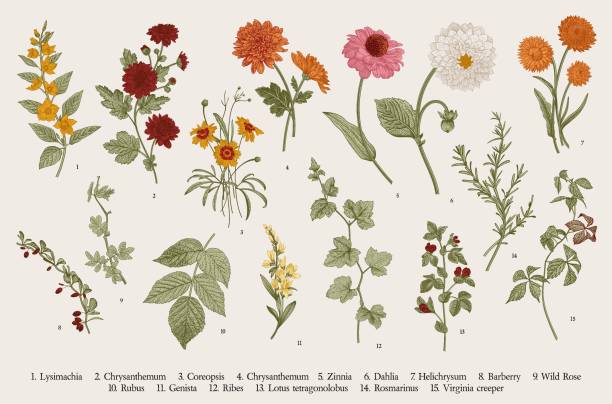 Set. Autumn flowers and twigs. Vintage vector botanical illustration. Set. Autumn flowers and twigs. Colorful old fashioned stock illustrations