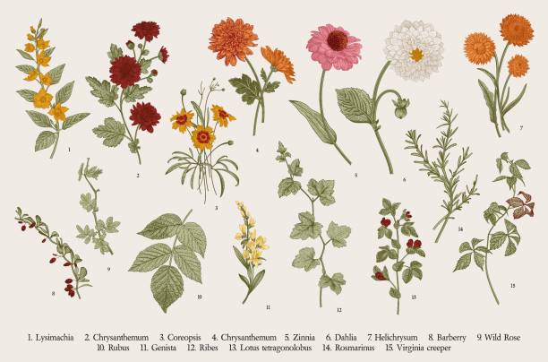 Set. Autumn flowers and twigs. Vintage vector botanical illustration. Set. Autumn flowers and twigs. Colorful illustration or drawing or vector stock illustrations