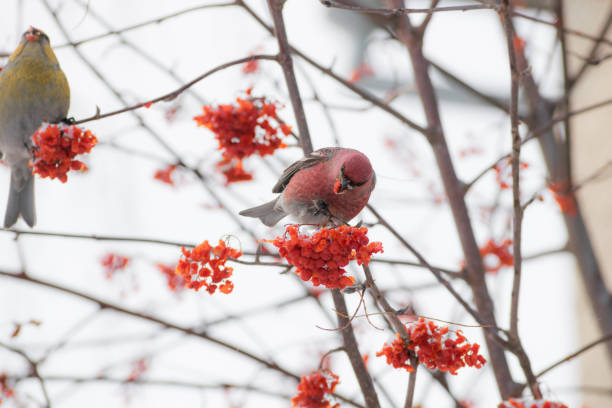 istock Pine grosbeak (Pinicola enucleator) male bird feeding on Sorbus berries 1198653624