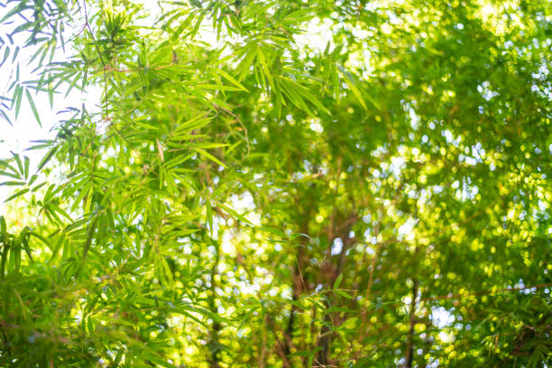 istock Leaf pattern leaves bamboo or abstract background .Green Energy and world for water day or National Forest Conservation Day. 1198660194