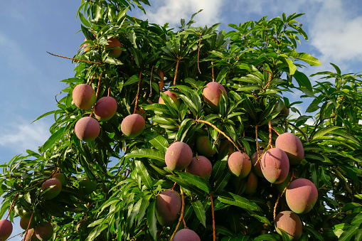 Mango tree with ripe fruits. Close up of the treetop.