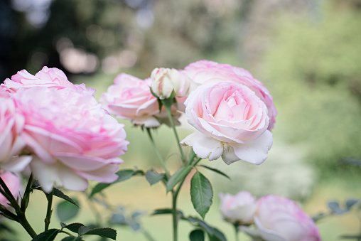 Pink Roses on natural background blooming in garden.