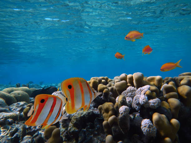 istock Coral Reef and Tropical Fish in Sunlight 1198661857