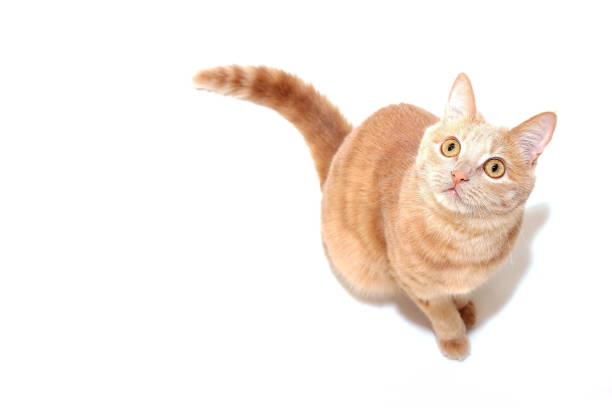 istock Red cat looking up isolated on white background 1198662986