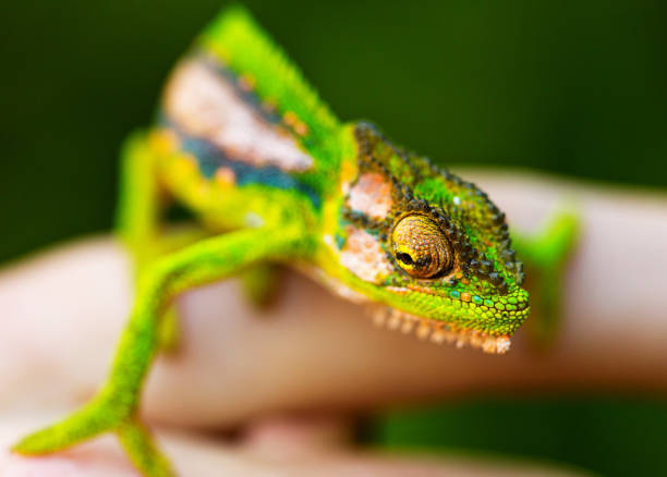 istock Close-up of hand holding chameleon 1198665122