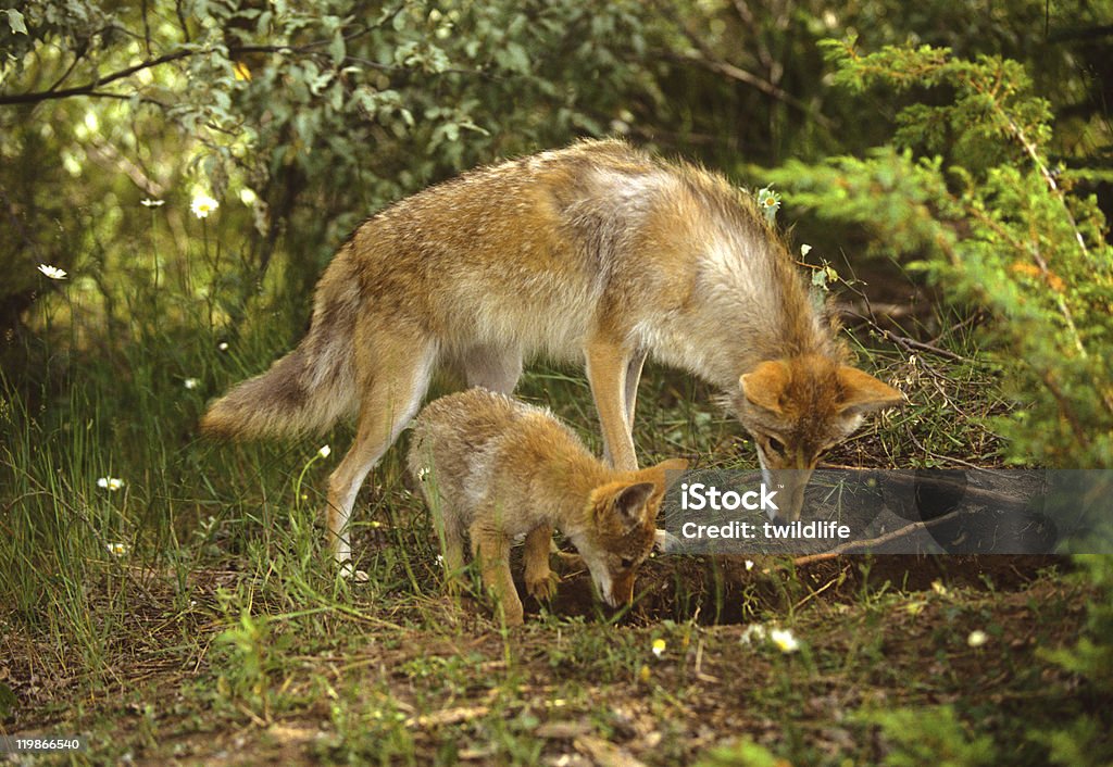 Coyote femme et chien au Den - Photo de Coyote libre de droits
