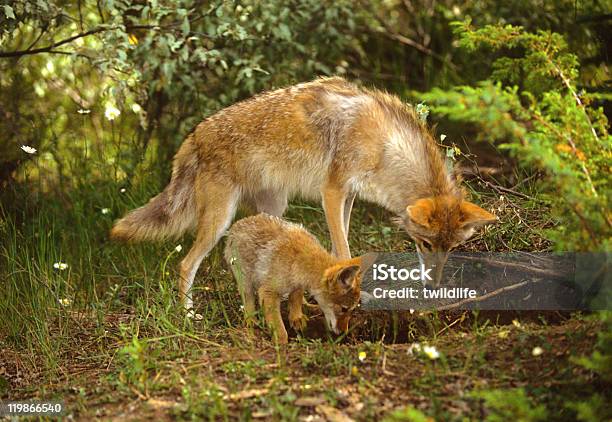 Coyote Mulheres E De Crias Em Den - Fotografias de stock e mais imagens de Coiote - Coiote, Toca, Cachorrinho