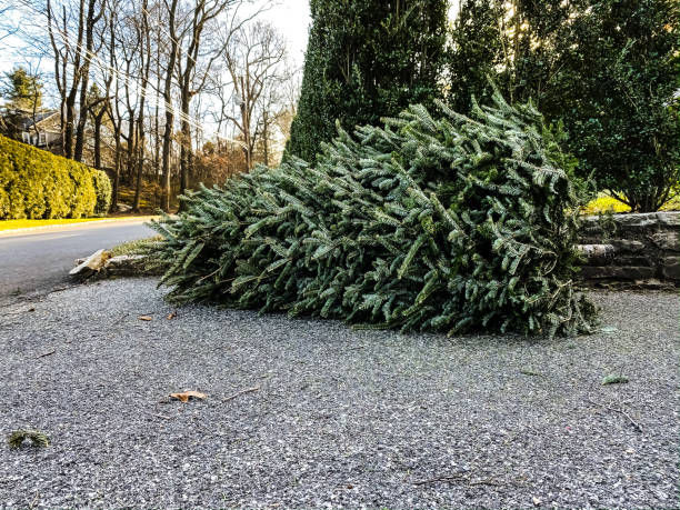Discarded Christmas Tree Awaiting Residential Trash Pickup Christmas tree placed out for curbside trash pickup. curb photos stock pictures, royalty-free photos & images