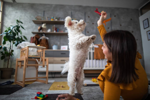 Young woman spending fun time with her Maltese dog