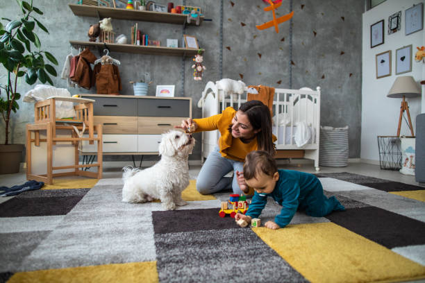 mamma, figlio e cane maltese che giocano con blocchi giocattolo sul tappeto - carpet caucasian domestic room home interior foto e immagini stock