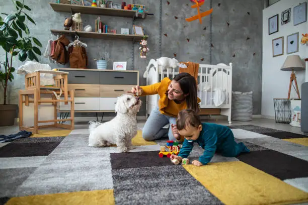 Mixed race woman and cute toddler boy kneeling on carpet, playing with wooden toy blocks and with their Maltese pet dog