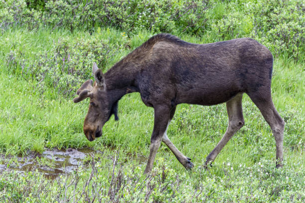 Shiras Moose in Colorado. Shiras are the smallest species of Moose in North America Wild Moose Living in the Forests of the Colorado Rocky Mountains bull pine stock pictures, royalty-free photos & images