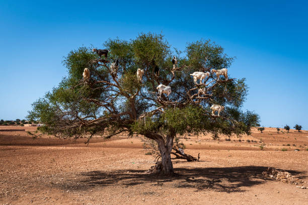 istock Goats climb up on a Argania Spinosa (Argan Tree) 1198667818