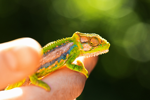 Close-up of a child's hand gently holding a chameleon.