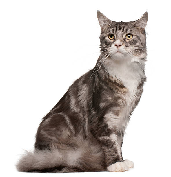 istock Maine coon cat, 1 year old, sitting, white background. 119866806