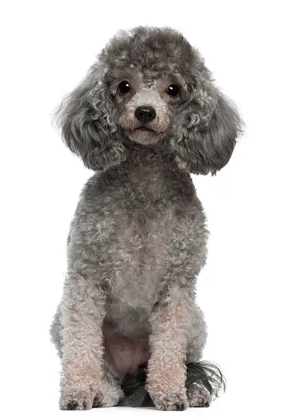 Photo of Front view of Poodle, 4 years old, sitting, white background.