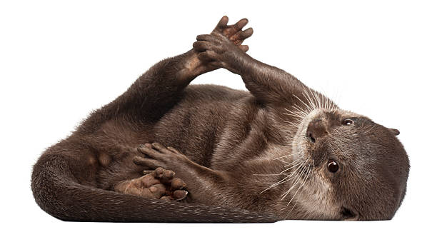 istock Oriental small-clawed otter, Amblonyx Cinereus, lying, white background. 119866820