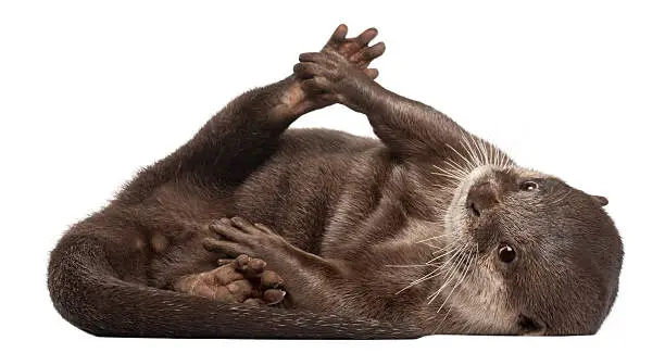 Photo of Oriental small-clawed otter, Amblonyx Cinereus, lying, white background.