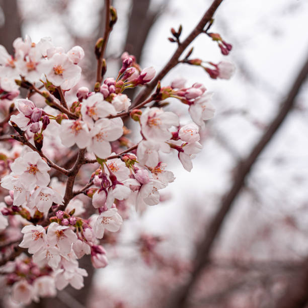 istock Cherry blossom blooming in japan 1198668955