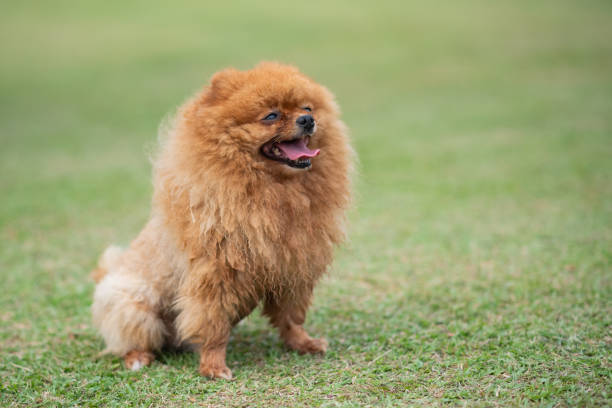 istock Pomeranian standing on the lawn at the park 1198672047
