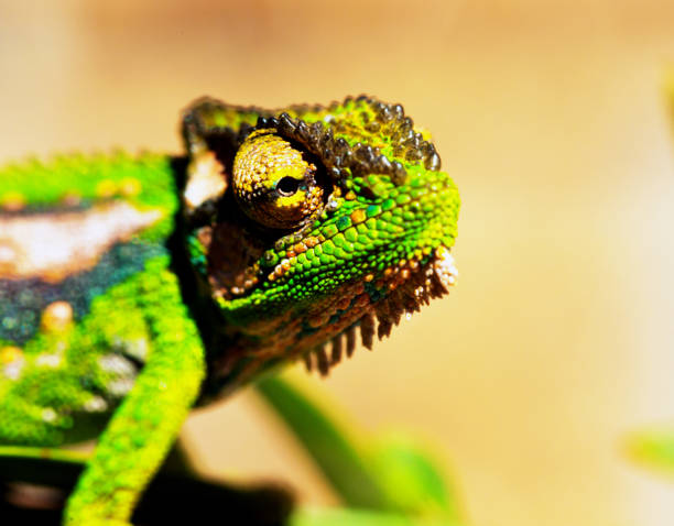 istock Close-up of Cape Dwarf chameleon's head 1198677905