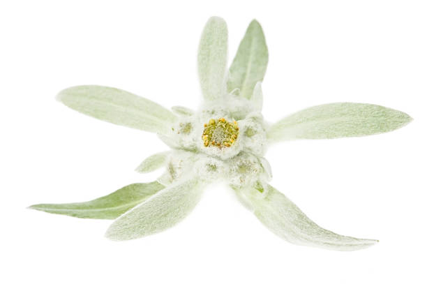 istock edelweiss isolated on the white background 119867808