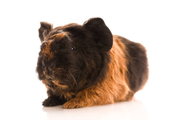 istock baby guinea pig 119867816