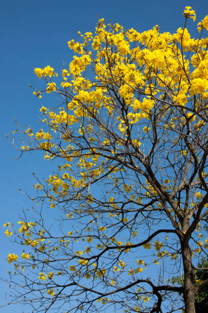 istock Guayacan amarillo treetop 1198679260