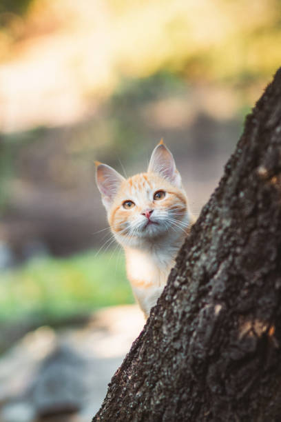 istock cute kitten peeping from behind the tree trunk in the garden, a curious pet walking, hunting and playing outdoors in summer 1198680917