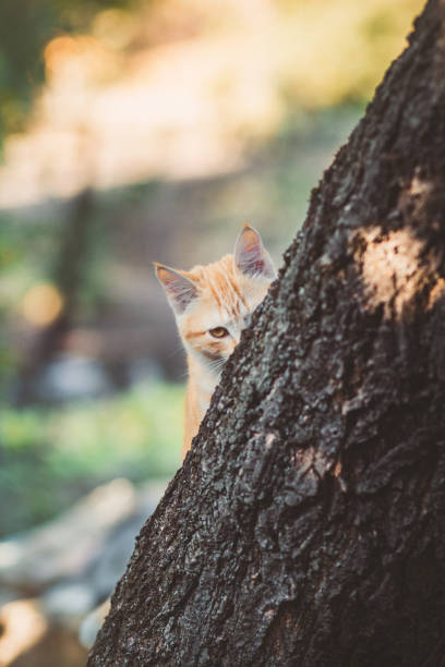 istock cute kitten peeping from behind the tree trunk in the garden, a curious pet walking, hunting outdoors in summer 1198680932