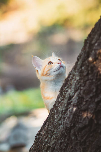 istock cute kitten peeping from behind the tree trunk in the garden, a curious pet walking, hunting and playing outdoors in summer 1198680933