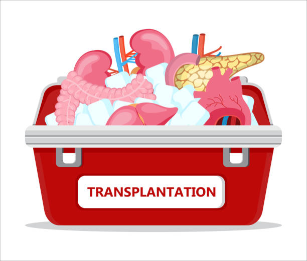 95 Heart Transplant Cartoons Illustrations & Clip Art - iStock