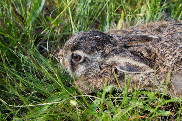 Wild baby hare is sitting in thre grass. Stunning detail of the brown hare (Lepus europaeus).
