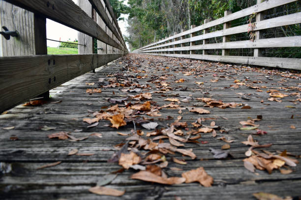 istock Close view of leaves on  Boardwalk 1198683471