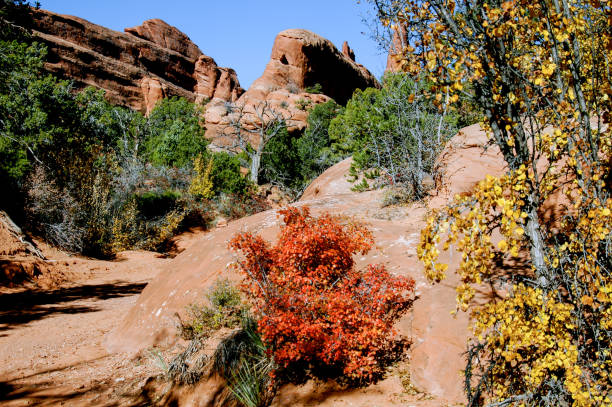 istock Fall colors on red rock trail 2 1198684282
