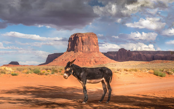 istock Wild burro with scenic Monument Valley background 1198685897