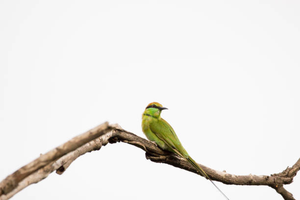 그린 비 이터 - bee eater colorful bird beautiful bird animal 뉴스 사진 이미지