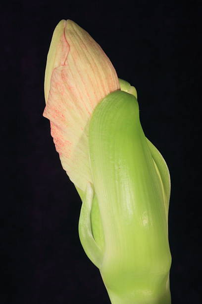amaryllis bud stock photo