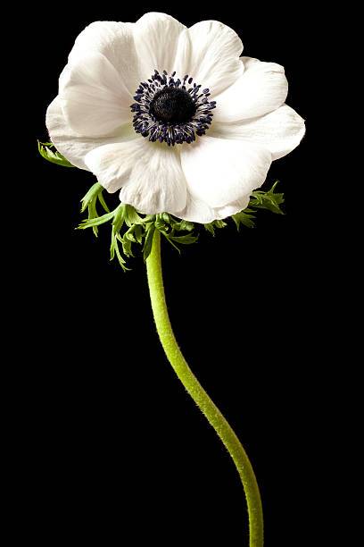 istock White Anemone Isolated on a Black Background 119868891