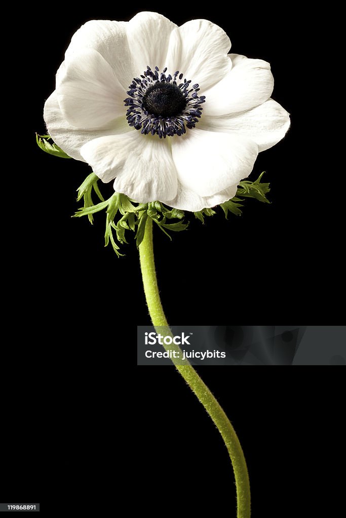 Anêmona branco isolado em um fundo preto - Foto de stock de Anêmona - Família do Ranúnculo royalty-free