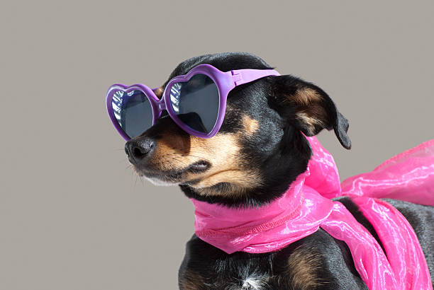 istock Cute Puppy On A Grey Background 119868897