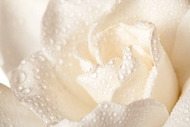 istock White Gardenia Blossom Isolated 119868898